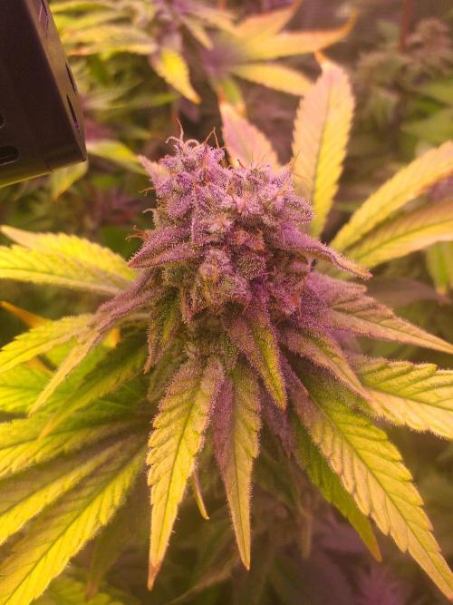 Tropicana cherry. Week 14