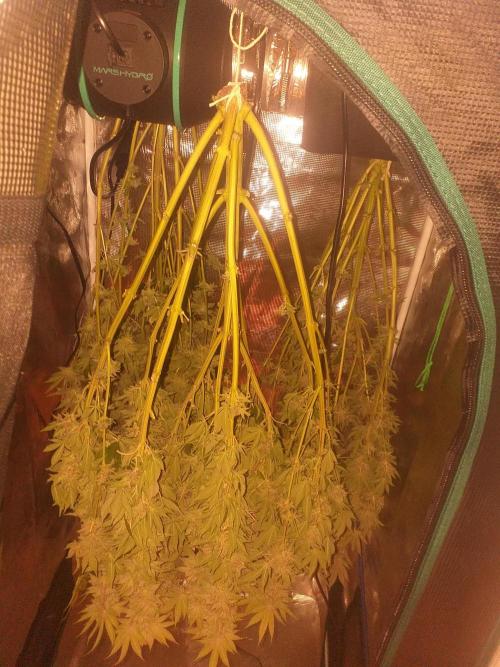 Tropicana cherry. Week 15