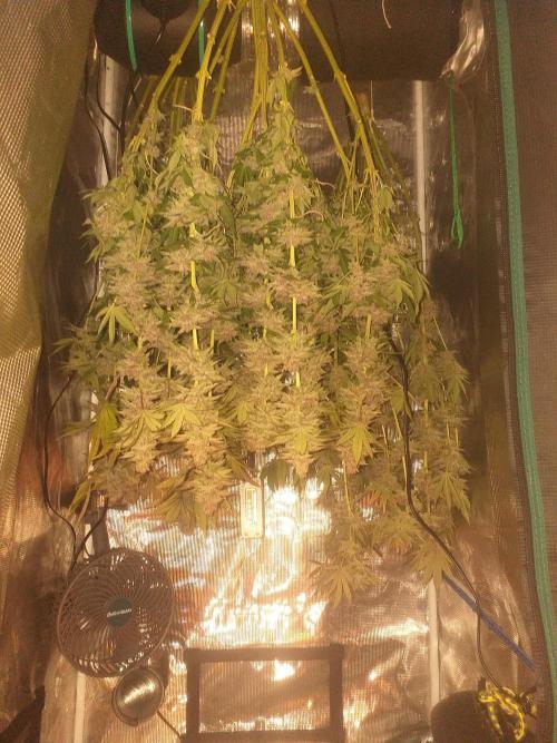 Tropicana cherry. Week 15