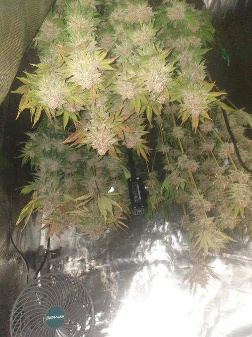 Tropicana cherry. Week 15