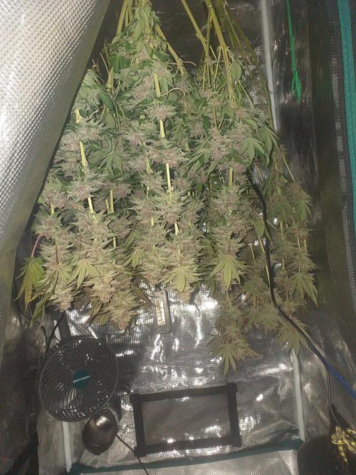 Tropicana cherry. Week 15