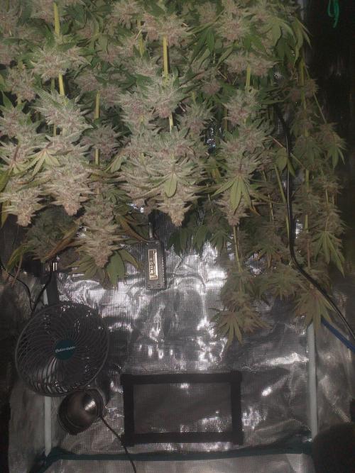 Tropicana cherry. Week 15