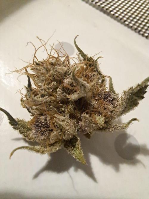 Tropicana cherry. Week 16