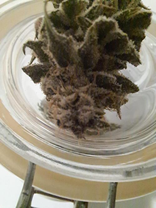 Tropicana cherry. Week 16