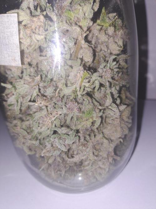 Tropicana cherry. Week 16