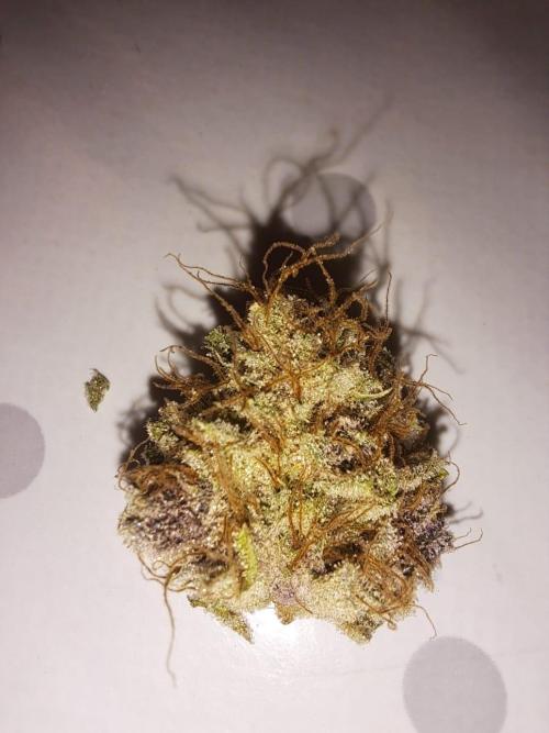 Tropicana cherry. Week 16