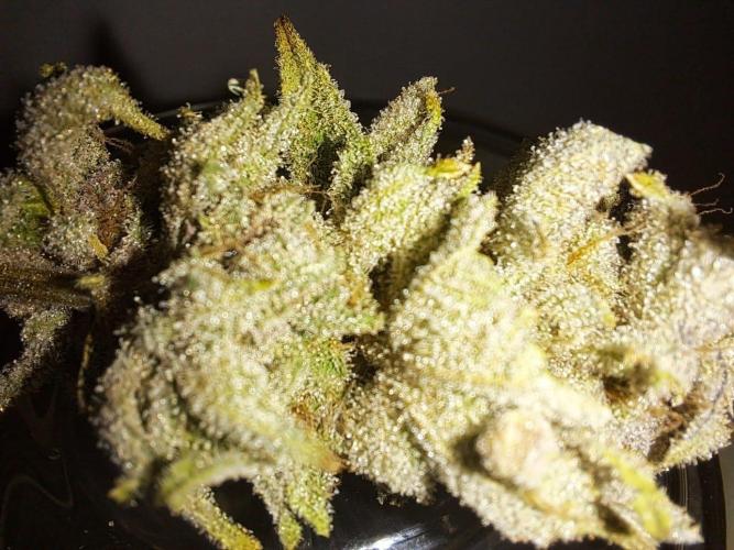 Tropicana cherry. Week 16