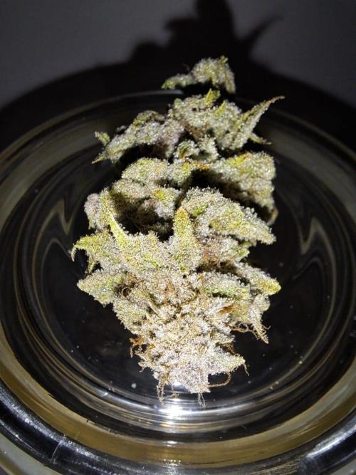 Tropicana cherry. Week 16