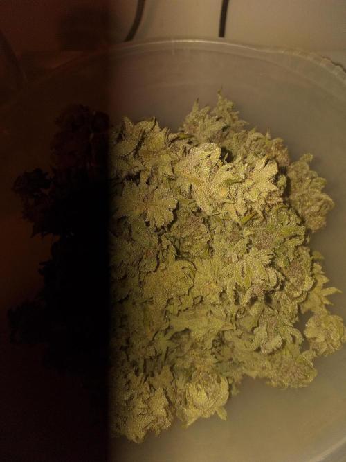 Tropicana cherry. Week 16