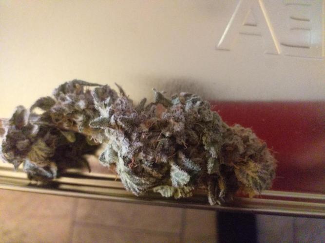 Tropicana cherry. Week 16