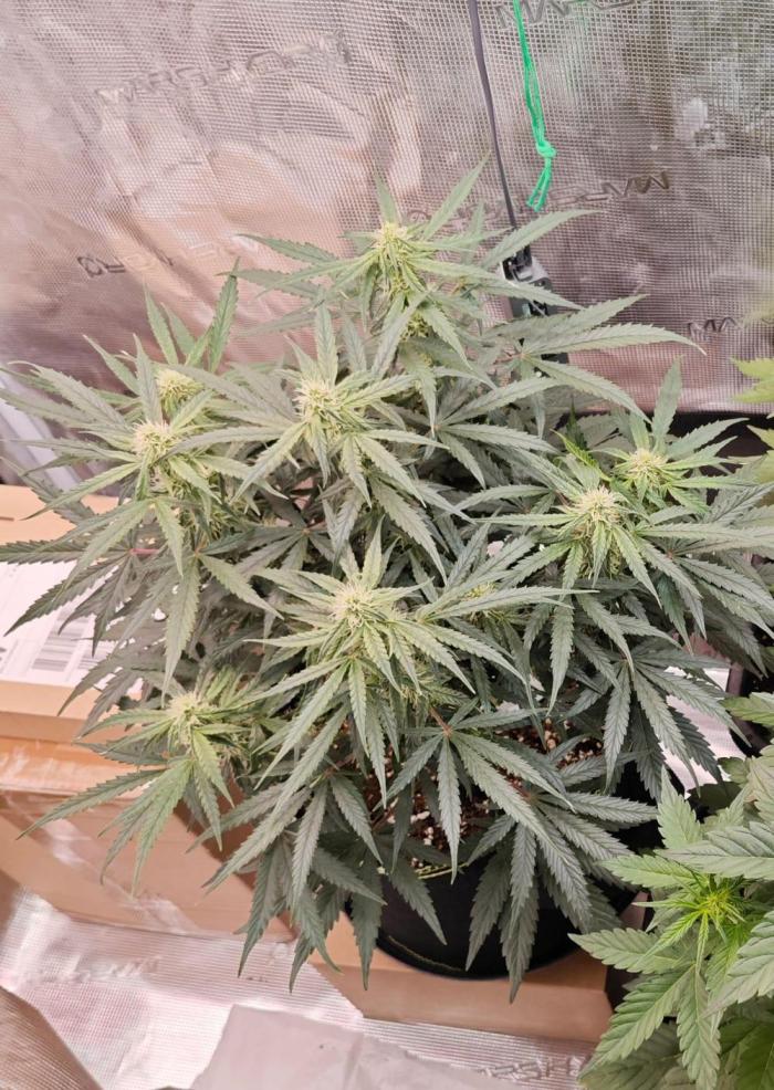 Milky. Week 3 - Aktuell