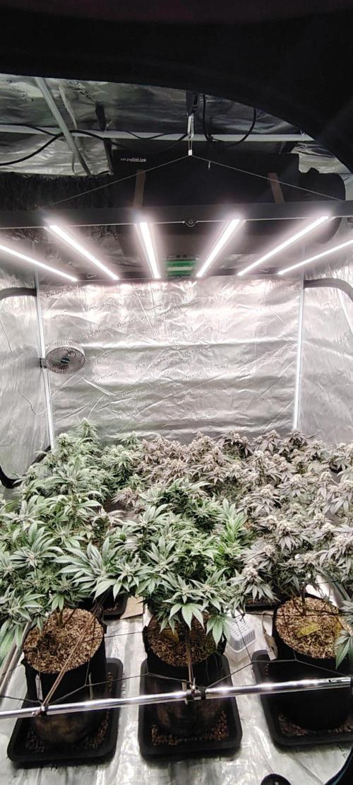 Makaland. Week 7 - 6plants end week 6