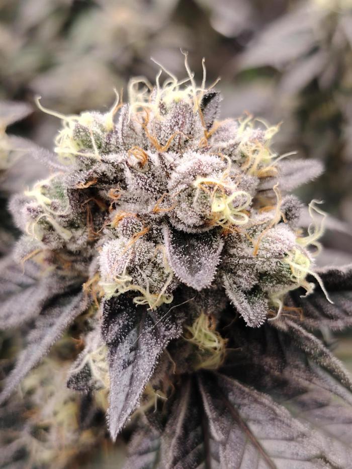 Makaland. Week 6 - Coconut cream 🍁