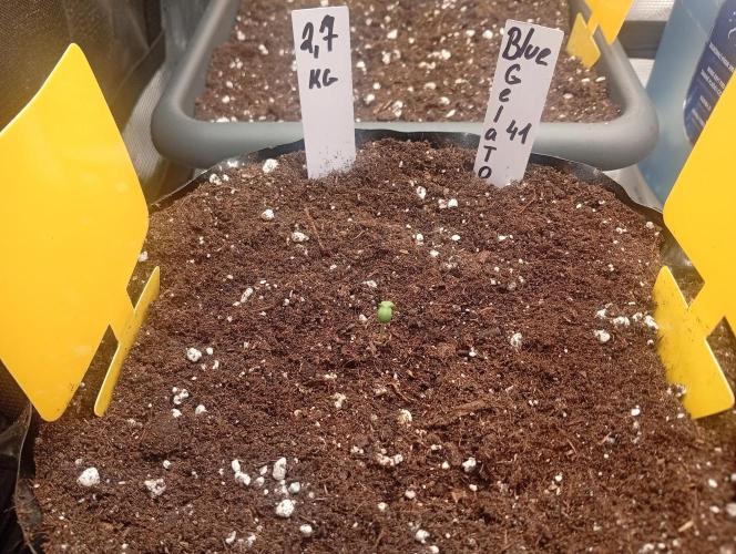 Třetí grou. Week 0