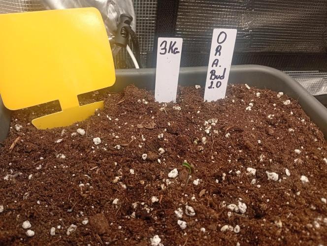 Třetí grou. Week 0