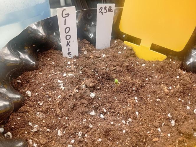 Třetí grou. Week 0