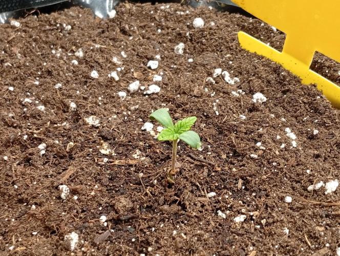 Třetí grou. Week 0