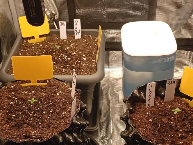 Třetí grou. Week 0