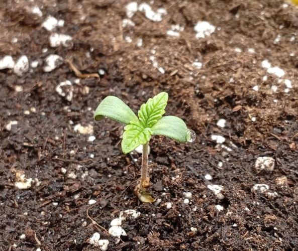 Třetí grou. Week 0