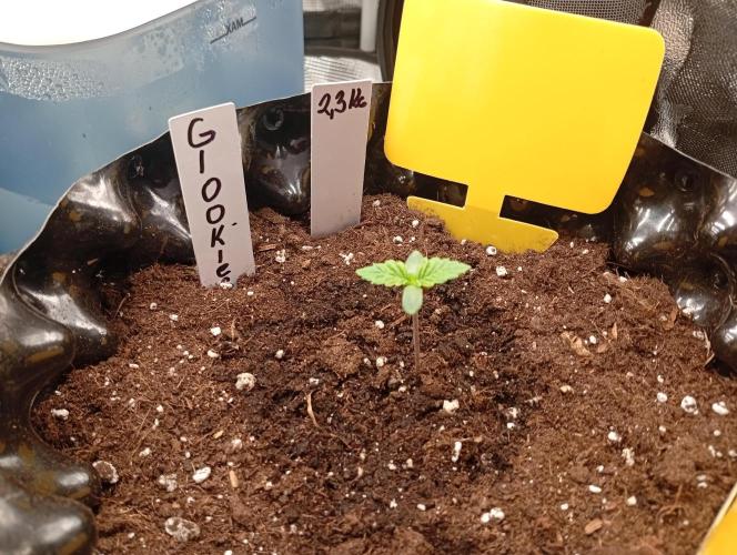 Třetí grou. Week 0 - 19.1