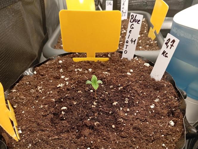 Třetí grou. Week 0 - 19.1