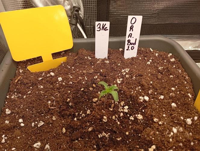 Třetí grou. Week 0 - 19.1