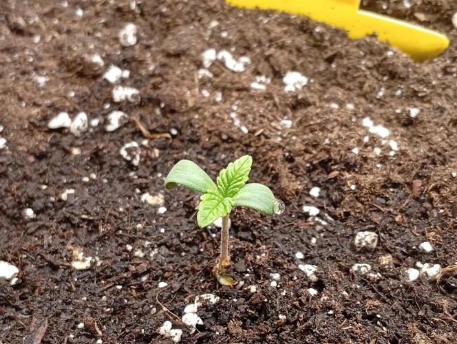 Třetí grou. Week 0