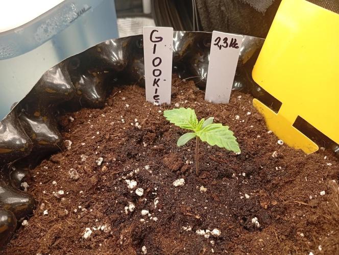 Třetí grou. Week 1