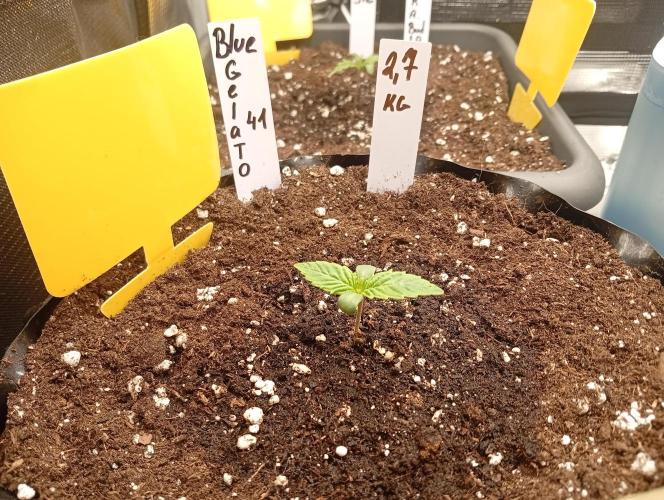 Třetí grou. Week 1