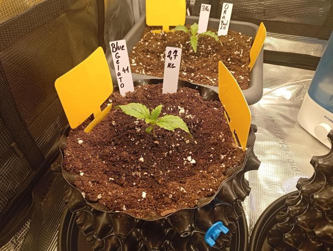 Třetí grou. Week 1 - 25.1