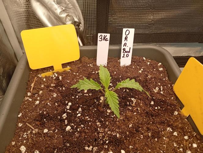 Třetí grou. Week 1 - 25.1