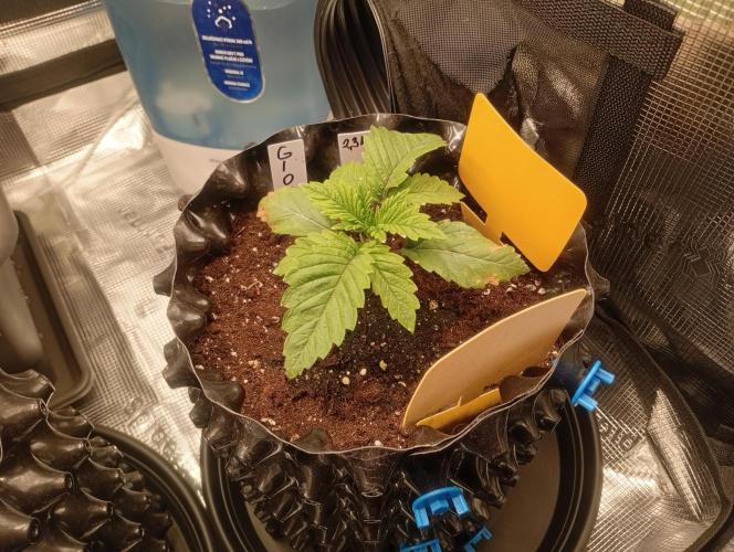 Třetí grou. Week 1 - 28.1