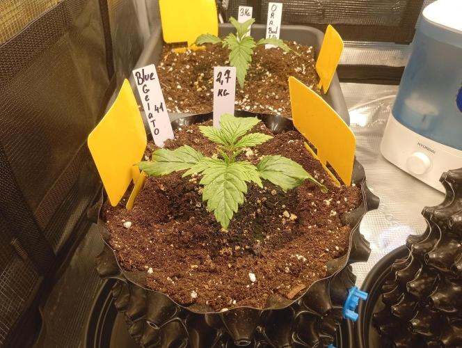 Třetí grou. Week 1