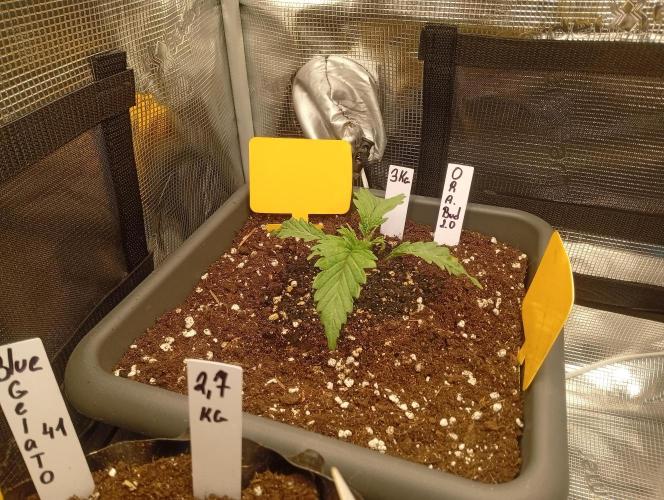 Třetí grou. Week 1