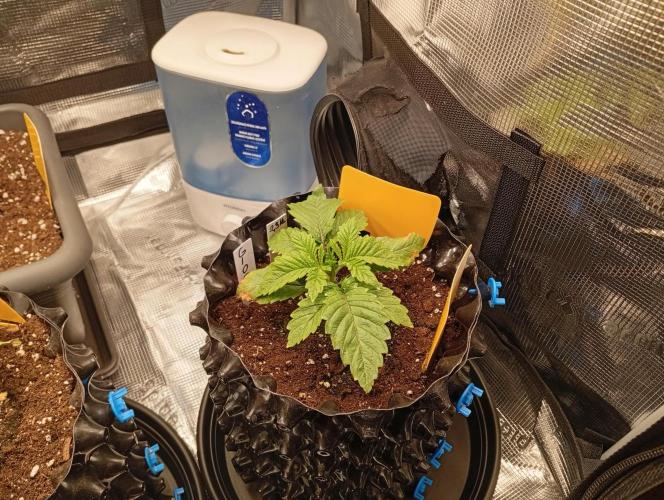 Třetí grou. Week 2