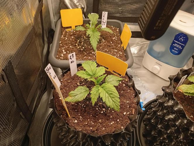 Třetí grou. Week 2