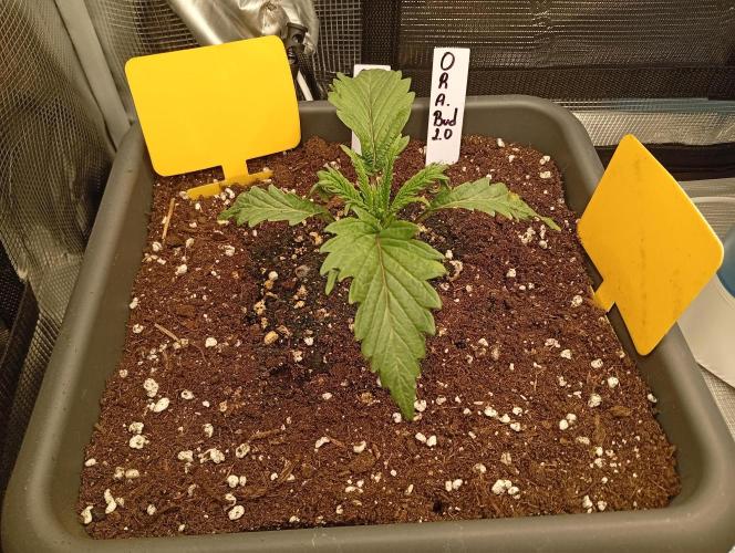 Třetí grou. Week 2