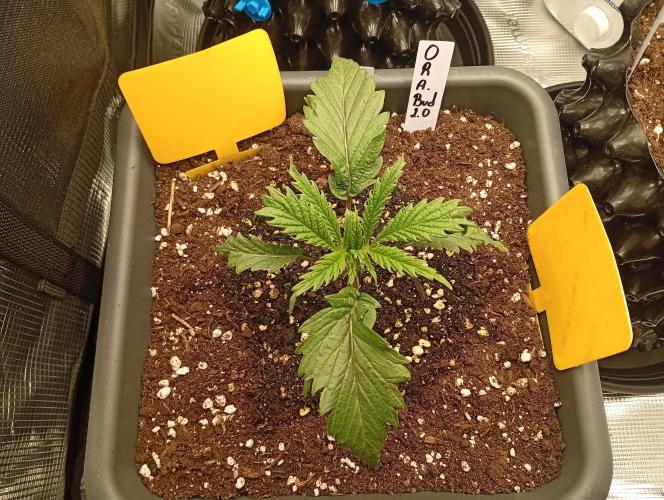 Třetí grou. Week 2 - 30.1