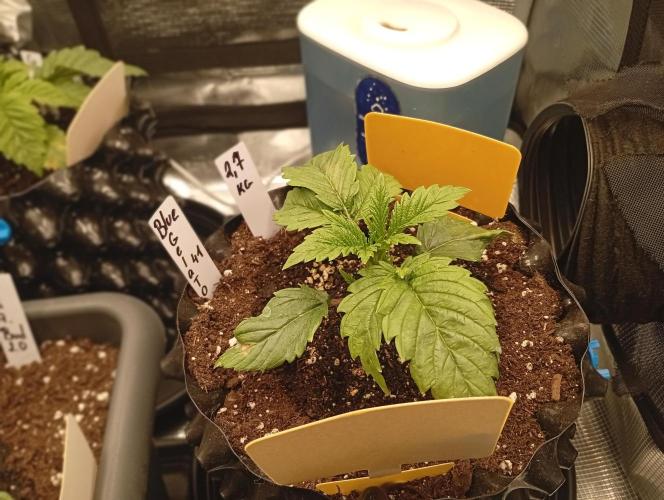 Třetí grou. Week 2 - 30.1