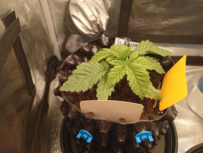 Třetí grou. Week 2 - 30.1