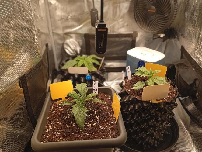 Třetí grou. Week 2 - 30.1