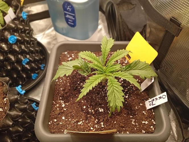 Třetí grou. Week 2 - 1.2