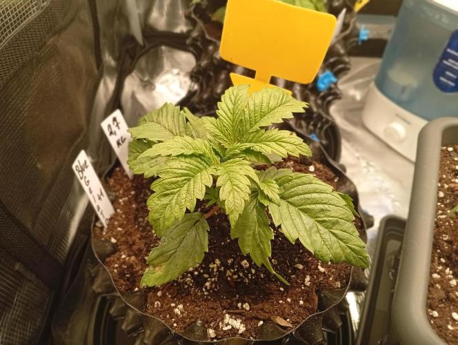 Třetí grou. Week 2 - 1.2