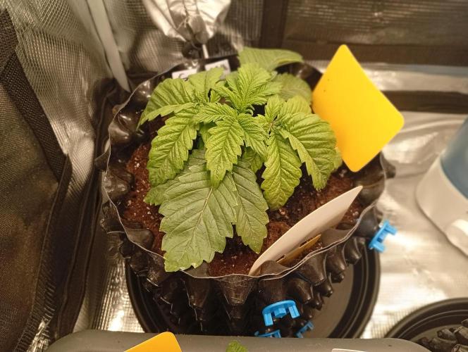 Třetí grou. Week 2 - 1.2