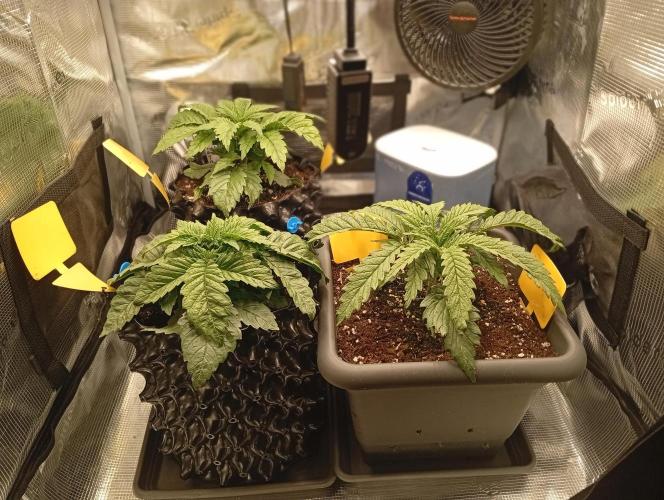 Třetí grou. Week 2 - 4.2