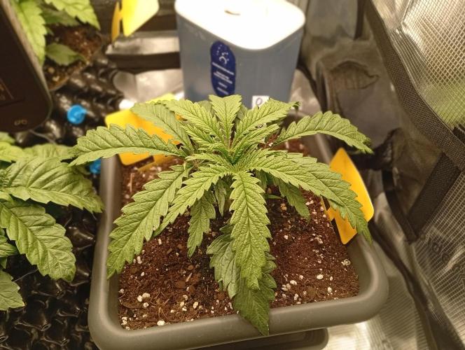 Třetí grou. Week 2 - 4.2