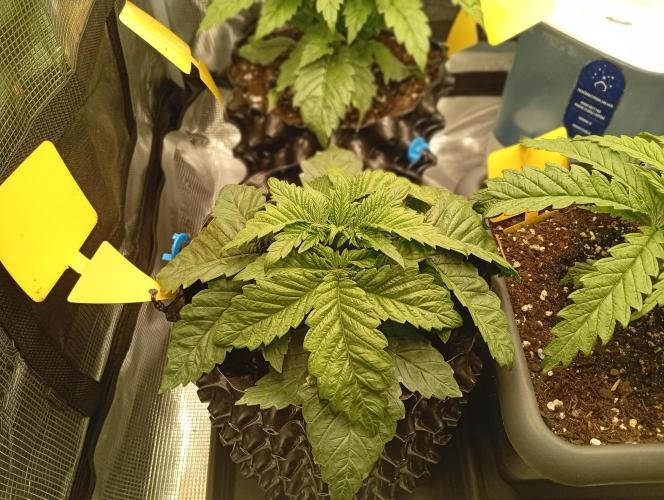 Třetí grou. Week 2 - 4.2