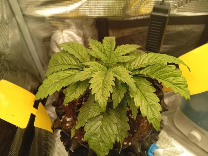 Třetí grou. Week 2 - 4.2