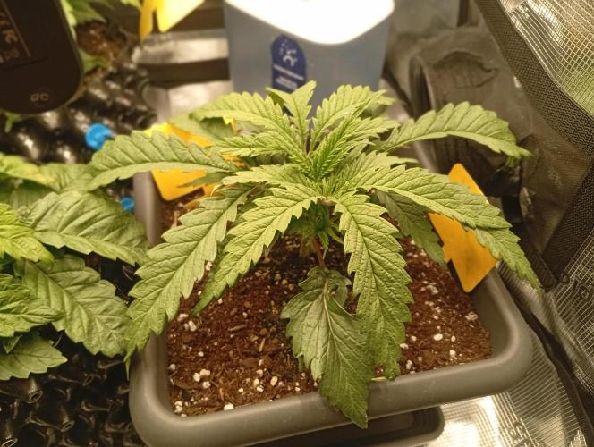 Třetí grou. Week 3 - 5.2