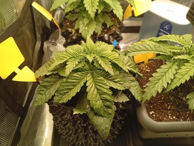 Třetí grou. Week 3 - 5.2